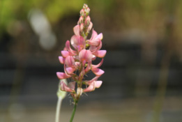 Onobrychis viciifolia Esparcette bestellen